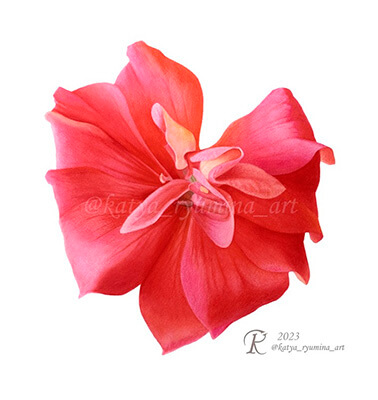 Цветок Пеларгонии